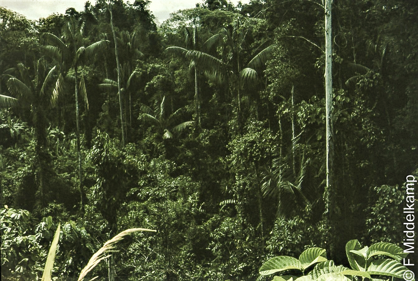 Hutan Papua - Frans Middelkamp-L